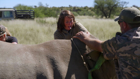 Dierendokter in het wild